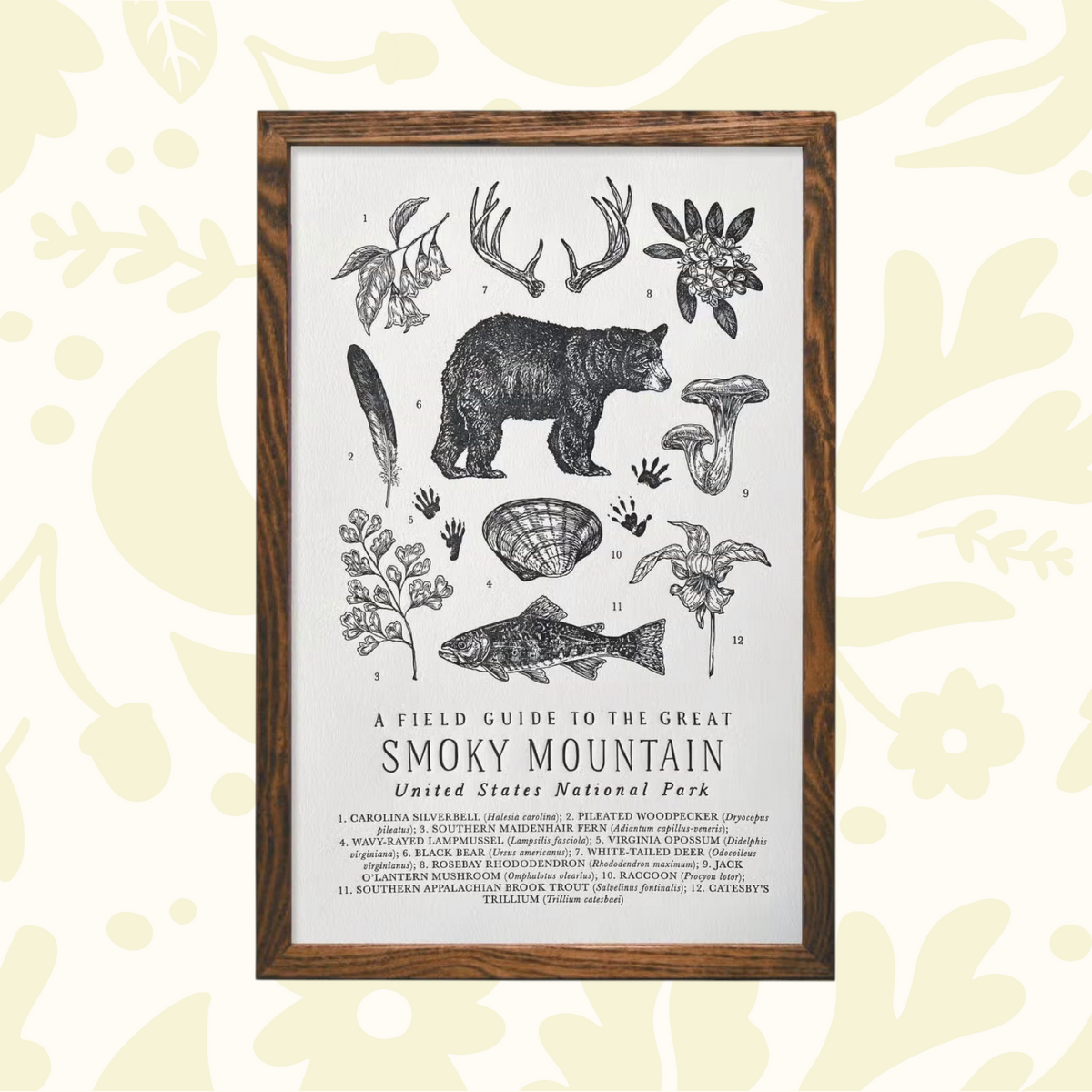 Forager Provisions LTD 11x17 letterpress print of Smoky Mountains flora and fauna on off-white cotton paper in frame